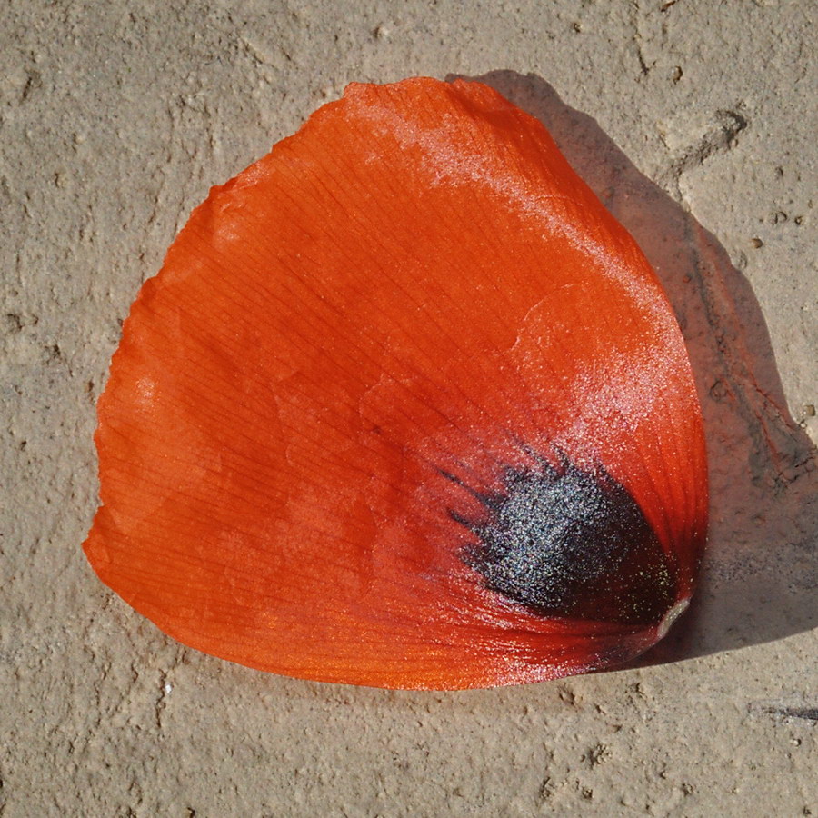 Изображение особи Papaver laevigatum.