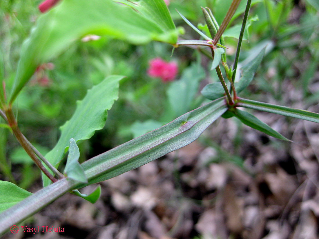 Изображение особи Lathyrus undulatus.