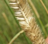 Alopecurus pratensis