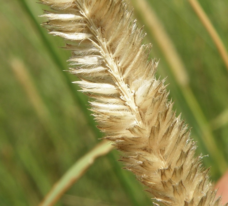 Image of Alopecurus pratensis specimen.