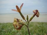 Hesperis tristis. Верхушка соцветия. Украина, Херсонская обл., Новотроицкий р-н, о-в Чурюк, уроч. Узгуя, Азово-Сивашский национальный природный парк, степь на плакоре. 12.05.2011.