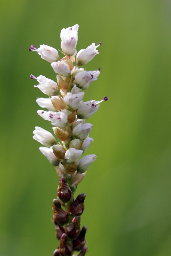 Image of Bistorta vivipara specimen.