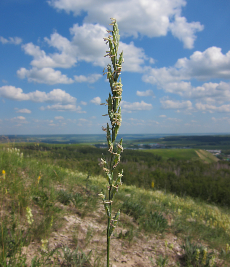 Изображение особи род Elytrigia.