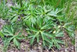 Anemonastrum speciosum