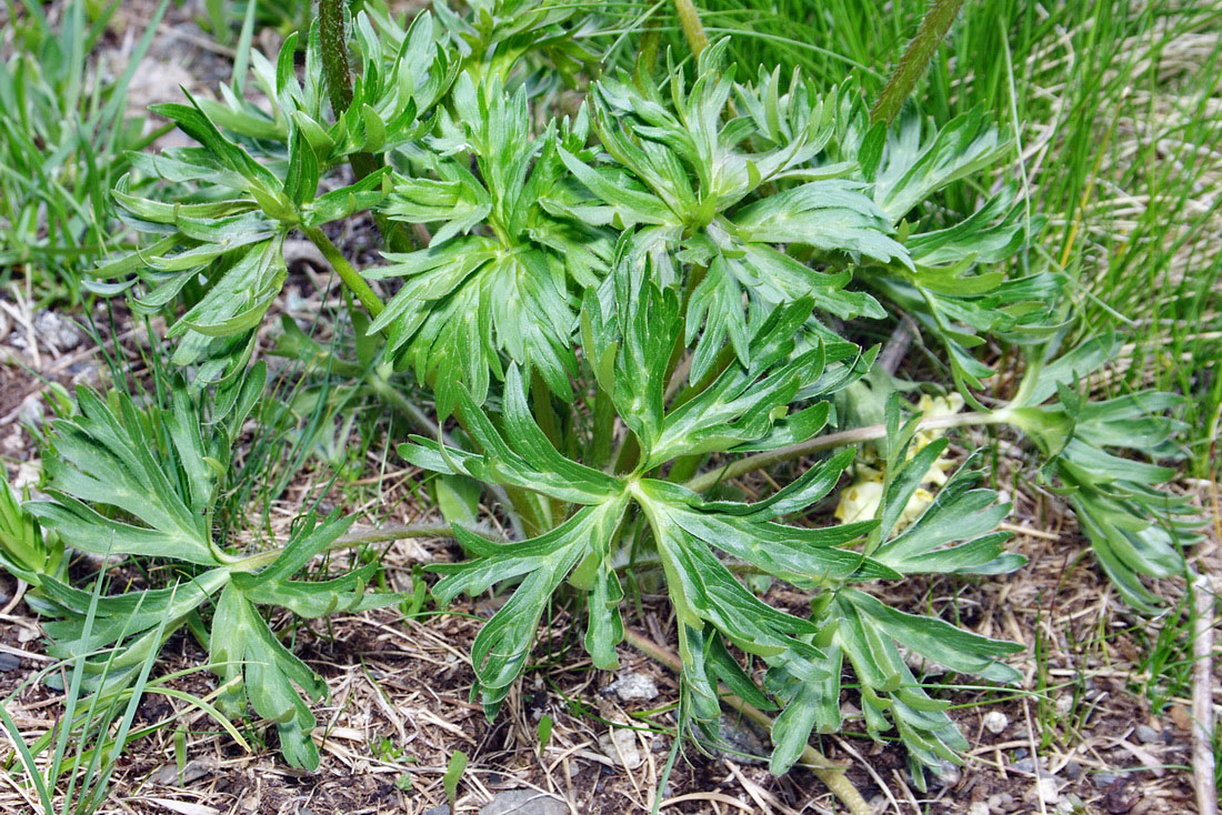 Image of Anemonastrum speciosum specimen.