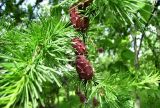 Larix sibirica