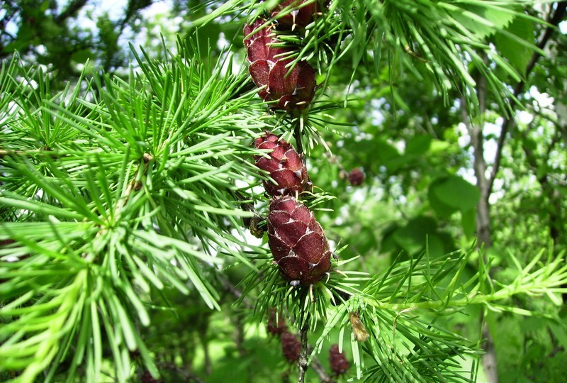 Изображение особи Larix sibirica.