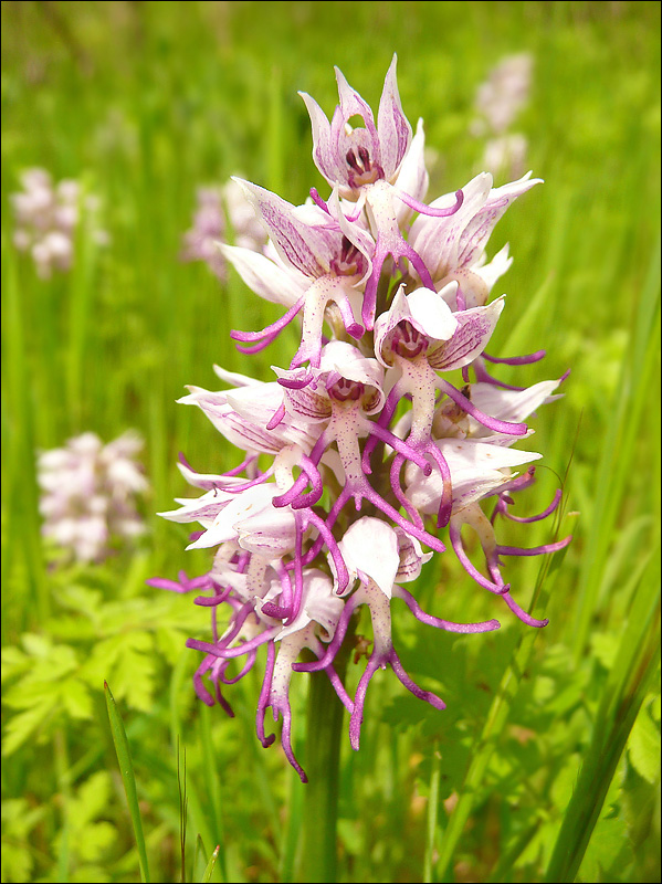 Изображение особи Orchis simia.