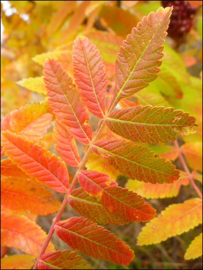 Image of Rhus coriaria specimen.