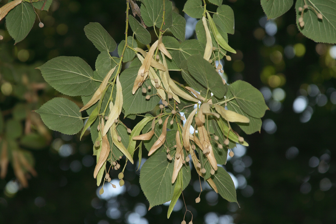 Изображение особи Tilia europaea.