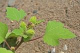 Xanthium orientale. Верхушка растения с соцветиями. Республика Татарстан, национальный парк \"Нижняя Кама\", Елабужские луга. 29.08.2011.