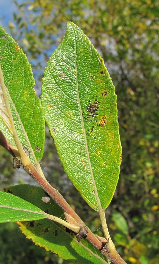 Изображение особи Salix myrsinifolia.