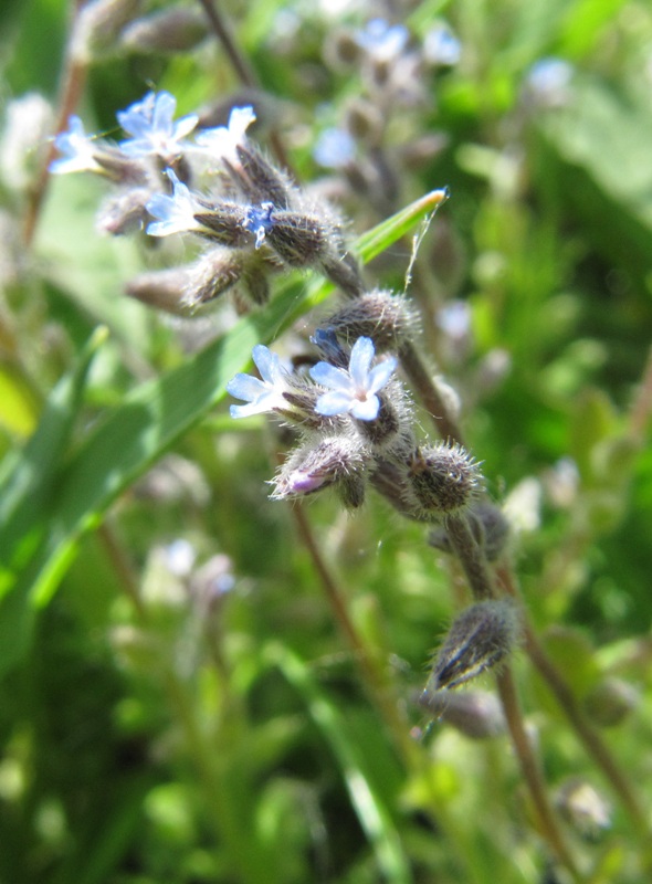 Изображение особи Myosotis micrantha.