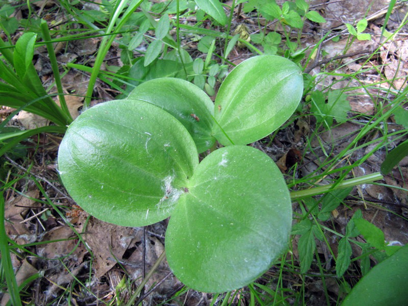 Image of Listera ovata specimen.