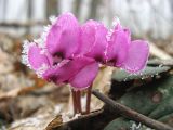 Cyclamen coum. Цветки. Крым, Белогорский р-н, хр. Кубалач. 20 марта 2011 г.