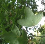 Image of taxon representative. Author is Владислав Григоренко