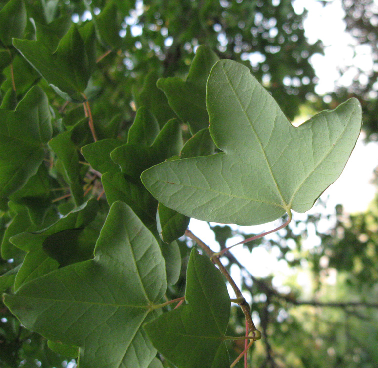 Image of Acer monspessulanum specimen.