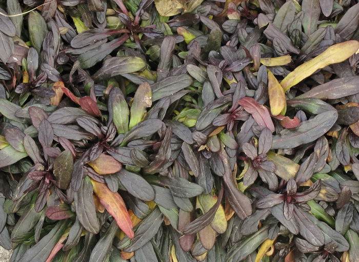 Image of Ajuga reptans specimen.