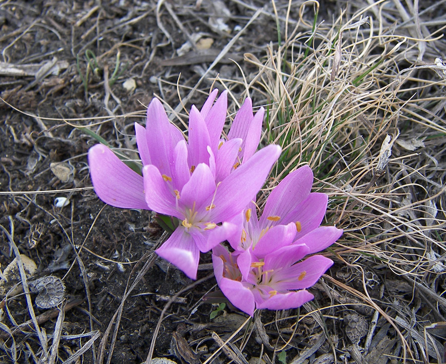 Image of Merendera trigyna specimen.