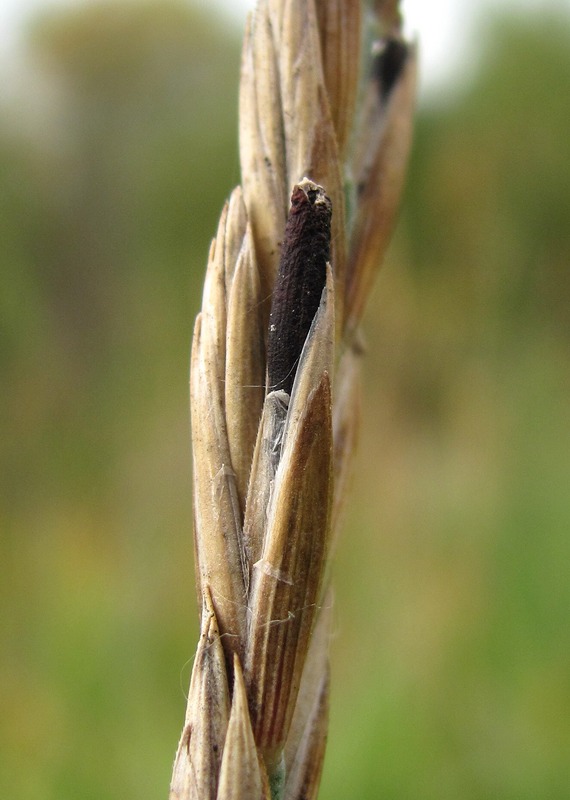 Image of Elytrigia repens specimen.