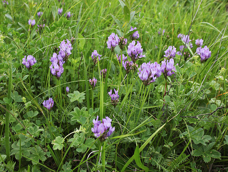 Изображение особи Astragalus danicus.