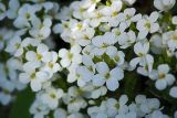 Arabis caucasica