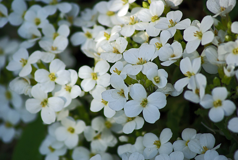 Image of Arabis caucasica specimen.