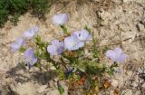 Linum lanuginosum