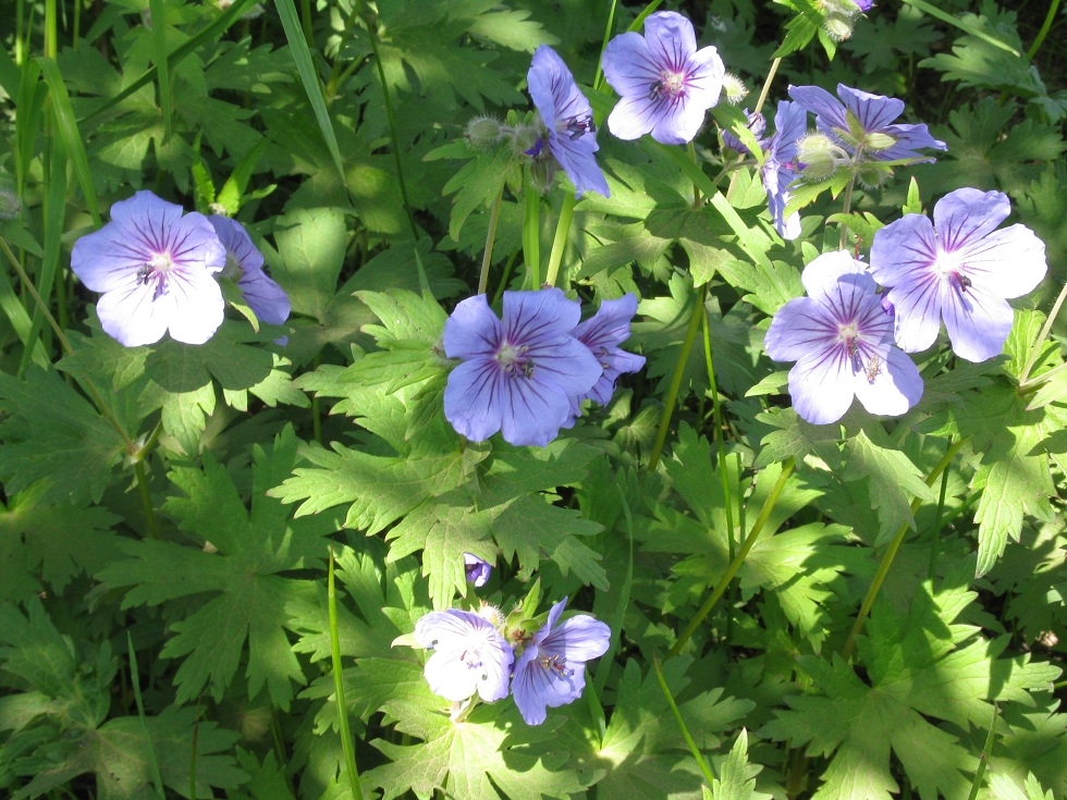 Изображение особи Geranium erianthum.