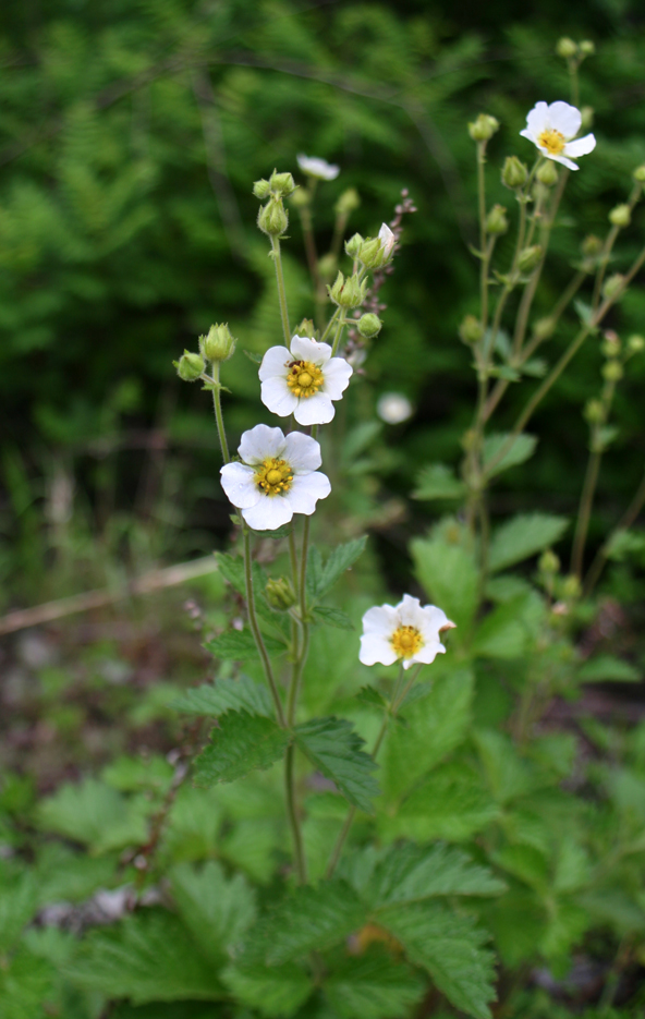 Изображение особи Potentilla inquinans.
