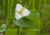 Trillium camschatcense. Верхушка цветущего растения. Южный Сахалин, Долинский р-н, р. Пуховая. 05.06.2011.
