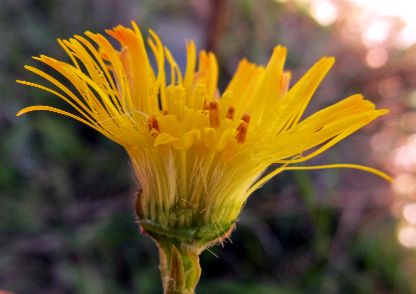 Изображение особи Tussilago farfara.