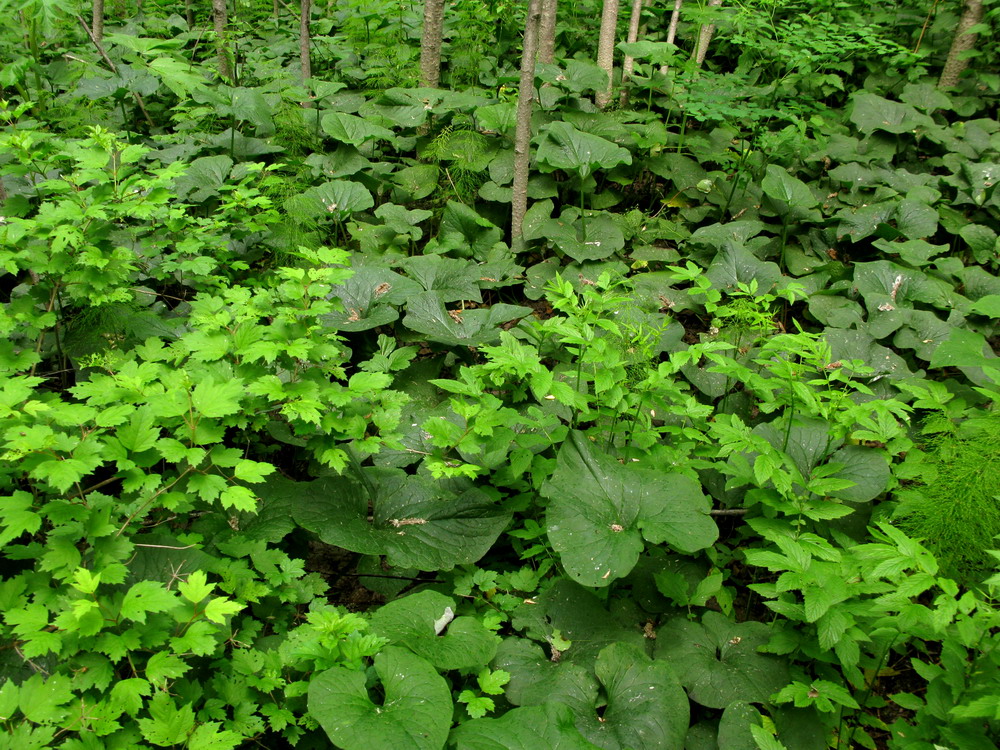 Image of Brunnera sibirica specimen.