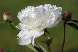 Paeonia lactiflora. Цветок и бутоны. Московская обл., дачный участок. 13.06.2007.