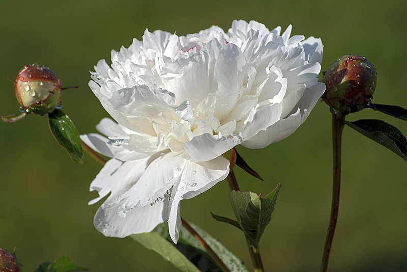 Image of Paeonia lactiflora specimen.