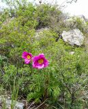 Paeonia hybrida