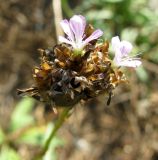 Petrorhagia prolifera