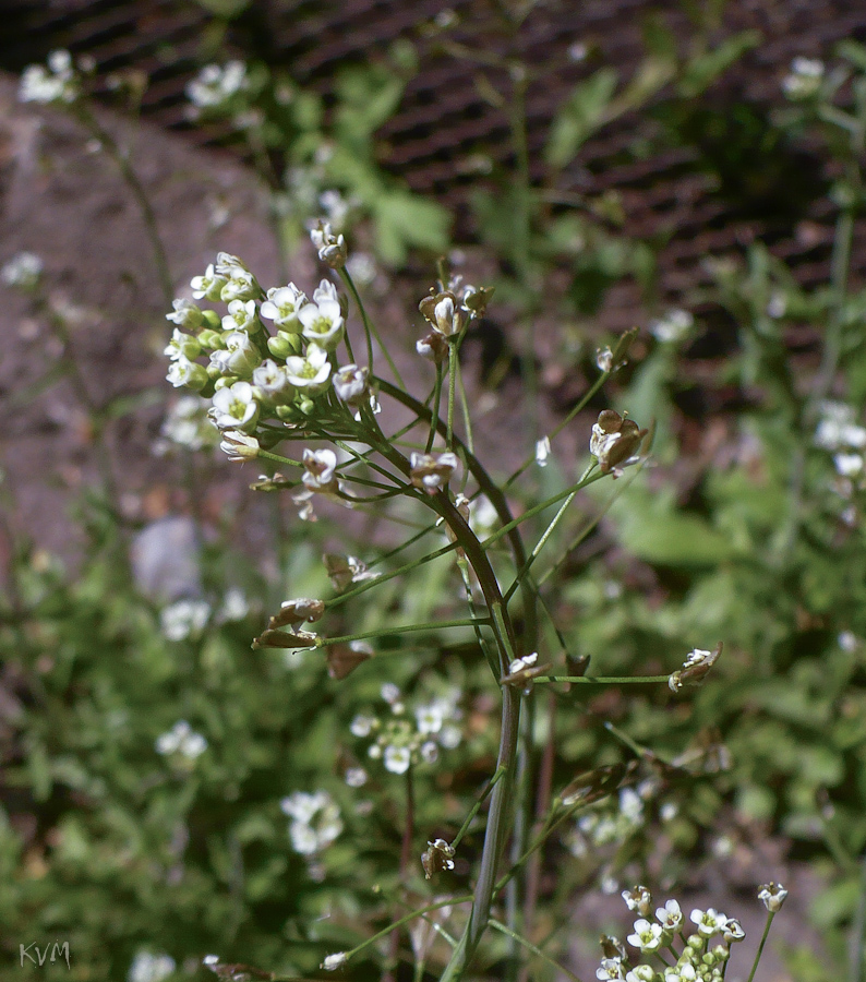 Изображение особи Capsella bursa-pastoris.