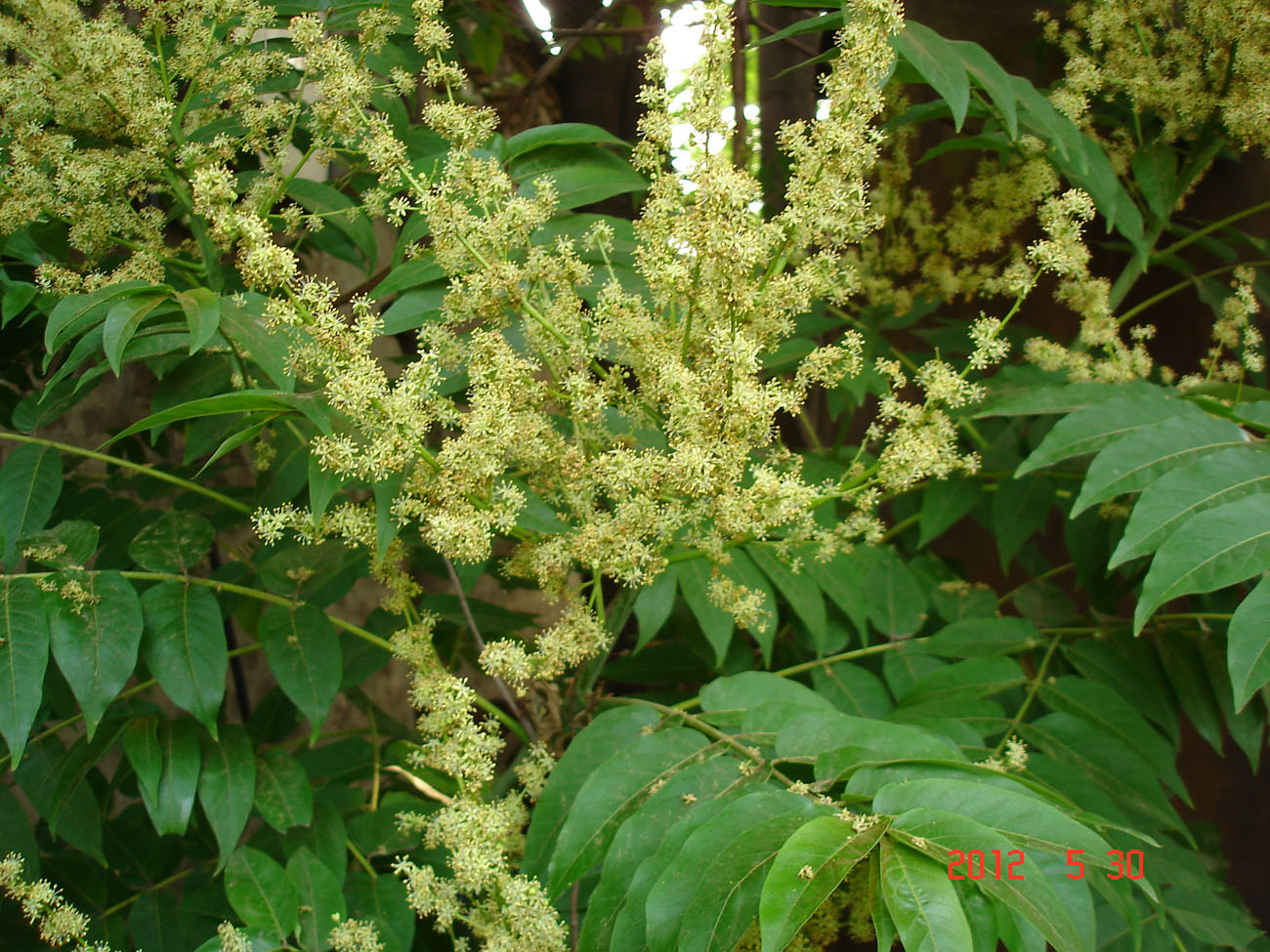 Изображение особи Ailanthus altissima.