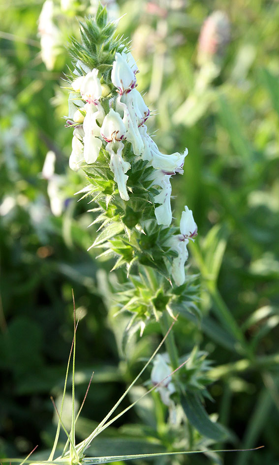 Image of Stachys atherocalyx specimen.