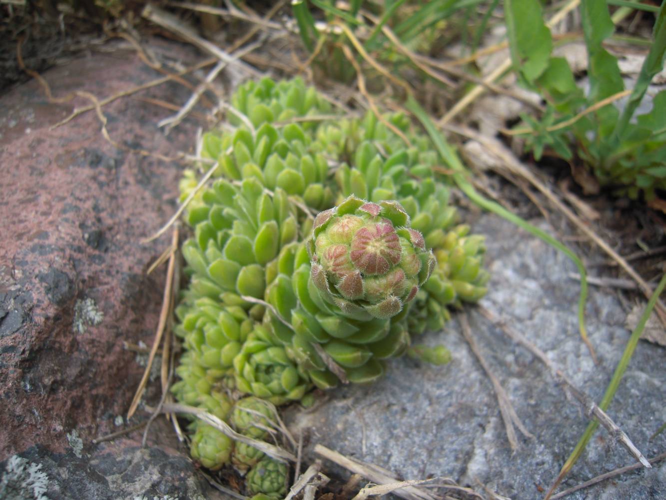 Image of genus Sempervivum specimen.