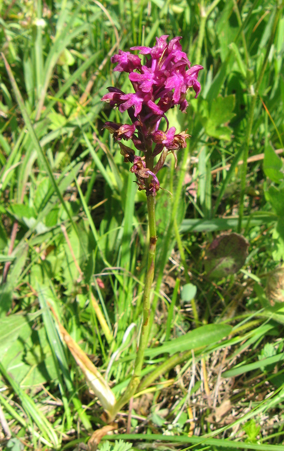 Image of Anacamptis &times; simorrensis ssp. ticinensis specimen.