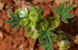 Malva parviflora