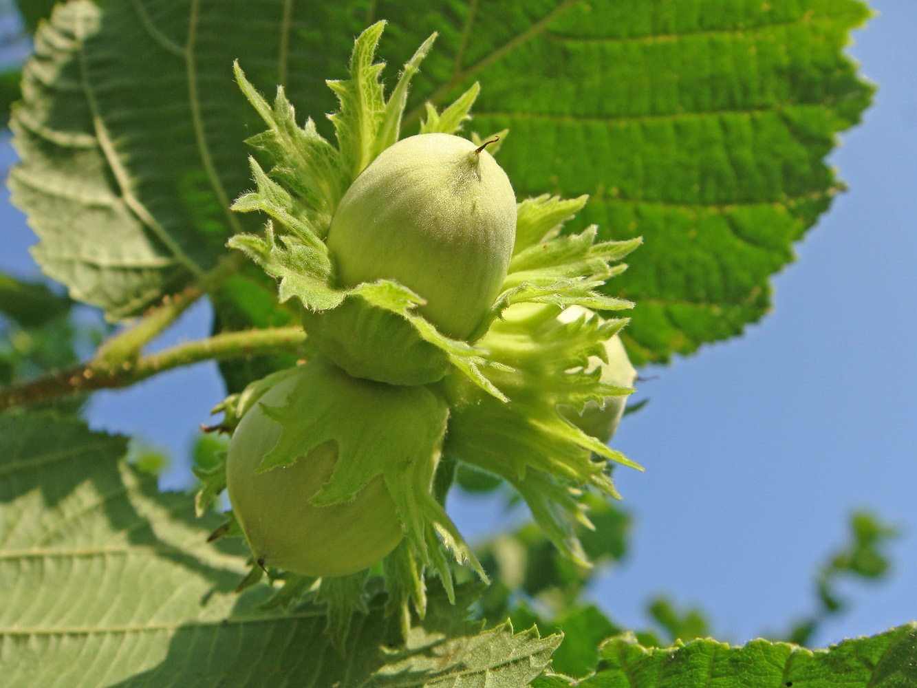 Image of Corylus avellana specimen.