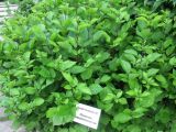 Clematis heracleifolia. Взрослое растение. Украина, Киев, Национальный ботанический сад. 04.06.2010.