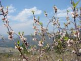 Armeniaca sibirica