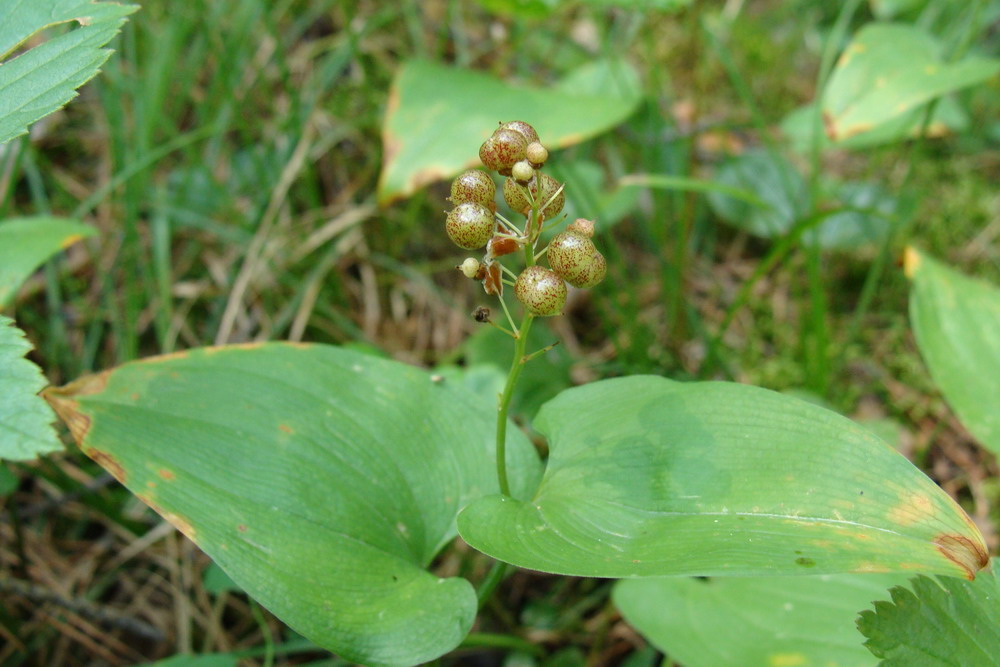 Изображение особи Maianthemum bifolium.