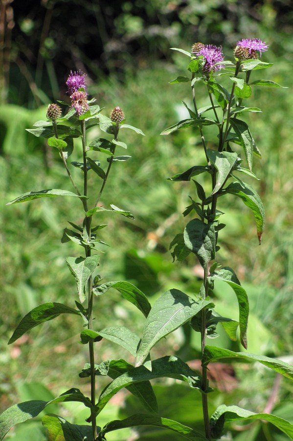 Image of Centaurea abbreviata specimen.