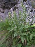 Huynhia pulchra. Плодоносящее растение. Кабардино-Балкария, Зольский р-н, долина Джилы-Су. 27.07.2012.