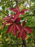 Parthenocissus quinquefolia